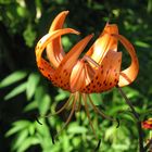 lilium tigrinum