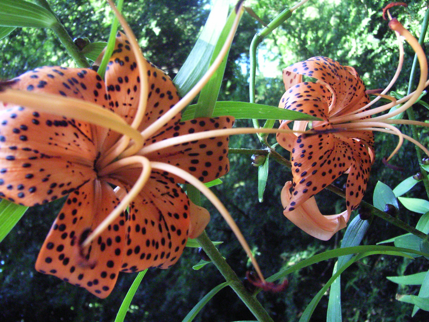 Lilium tigrinum ( Tigerlilie )