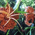 Lilium tigrinum ( Tigerlilie )