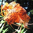 Lilium tigrinum ( Tigerlilie )