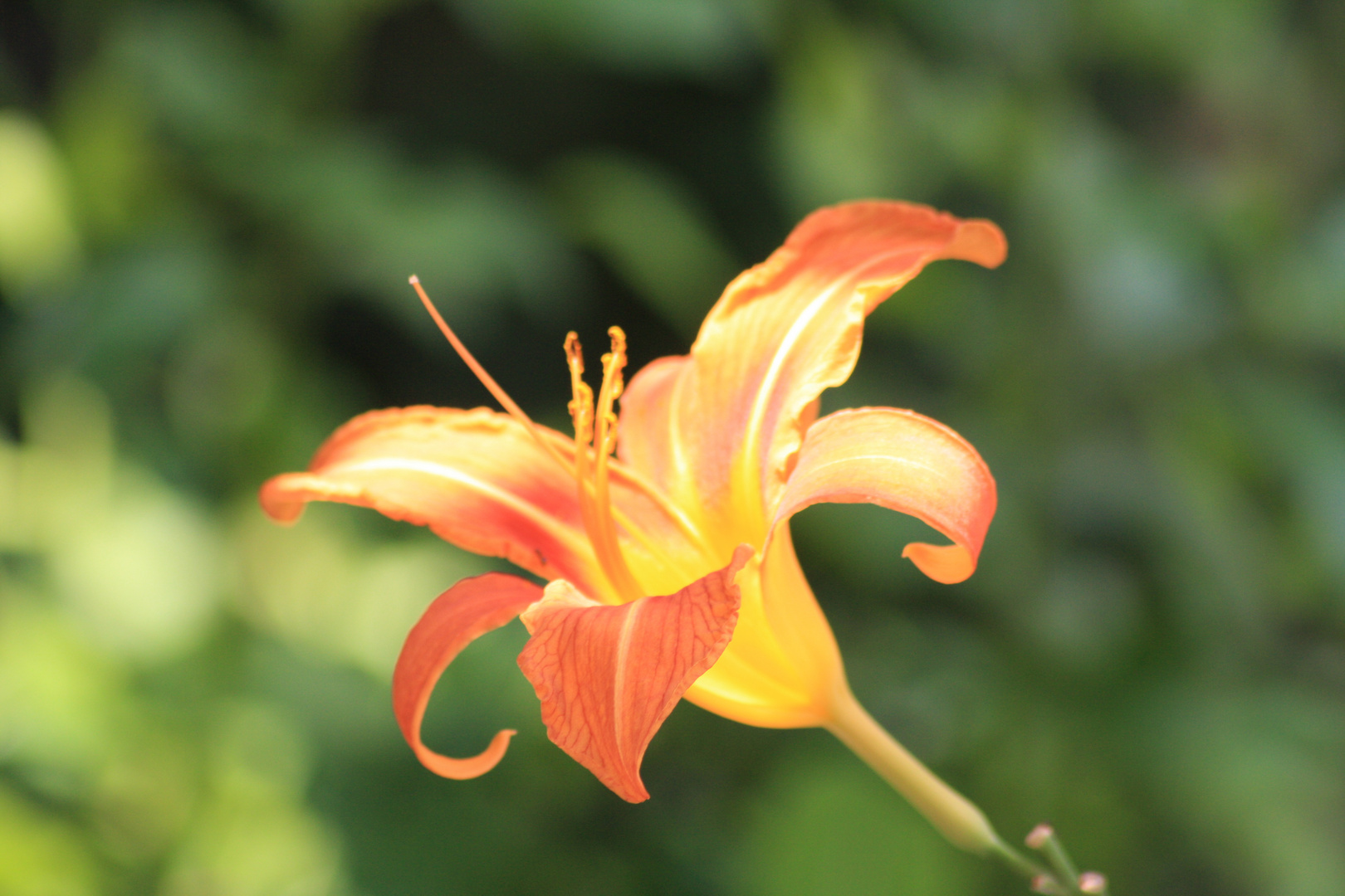 lilium2