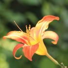 lilium2