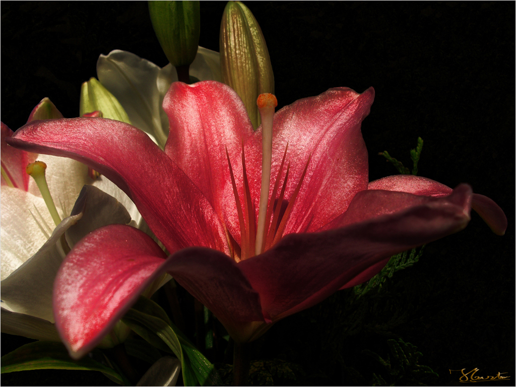 LILIUM.....ROYAL PARADE