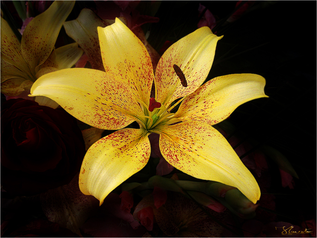 LILIUM......SUN RAY