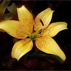 LILIUM......SUN RAY