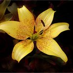 LILIUM......SUN RAY