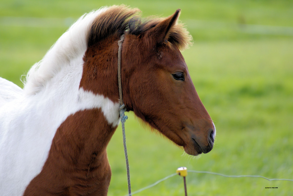 lille hest...