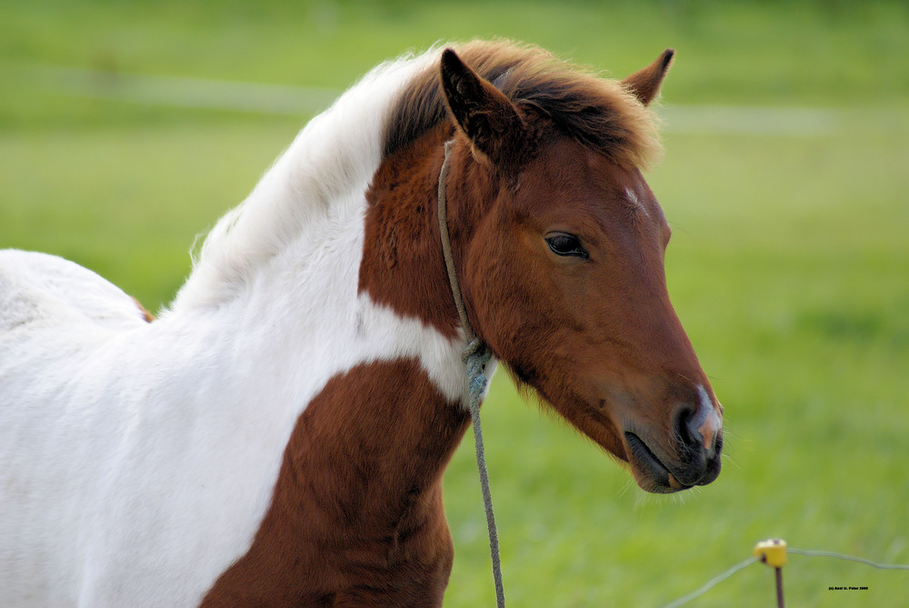 ... lille hest...