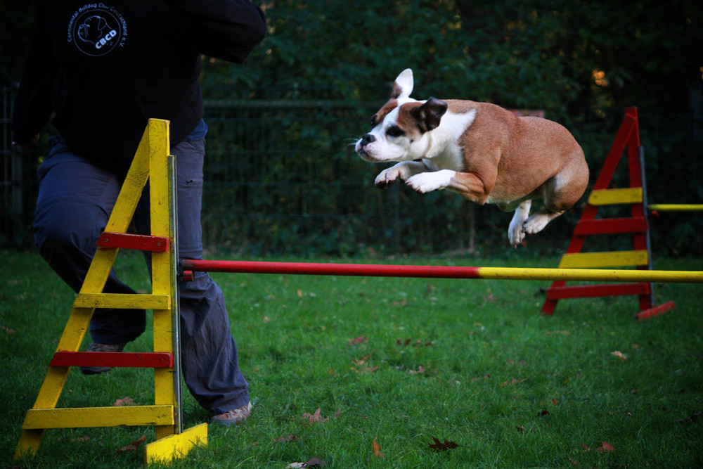 Lilley beim Agility...