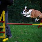 Lilley beim Agility...