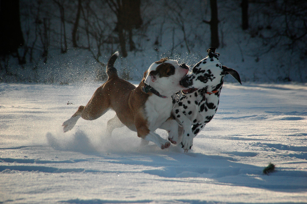 Lilley´s erster Schnee...