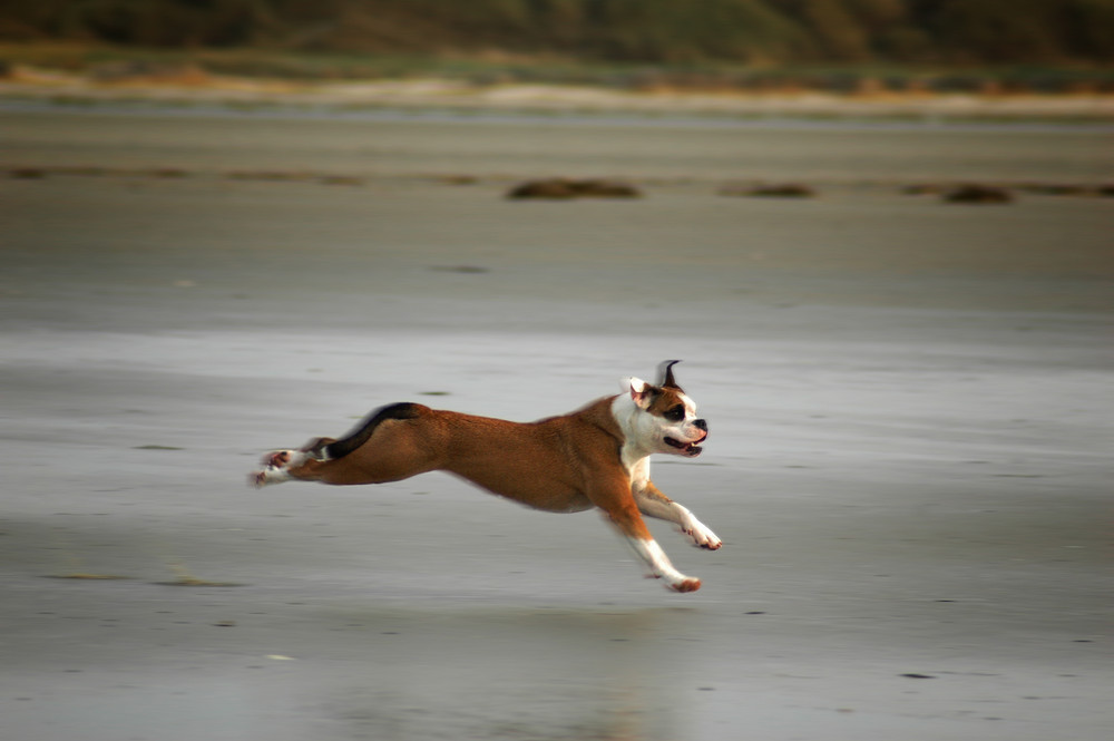 Lilley´s erster Urlaub am Meer