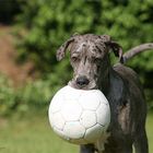 Lilli Blue mit kleinem Ball ;-)