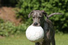 Lilli Blue mit kleinem Ball ;-)