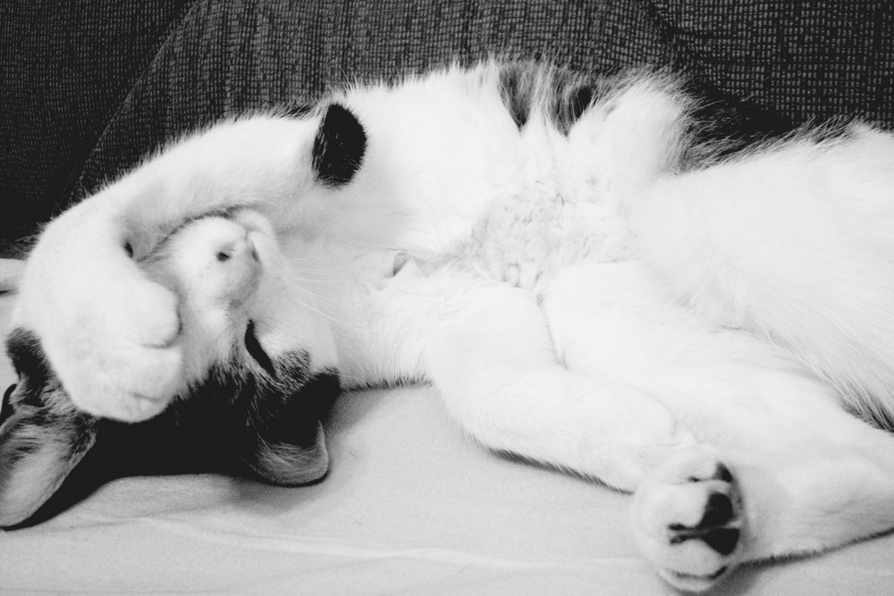 Lilli