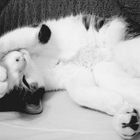 Lilli