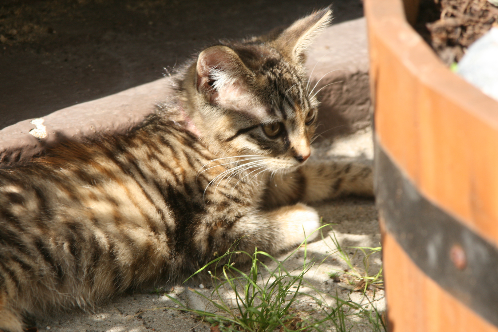 Lilli die genießer Katze