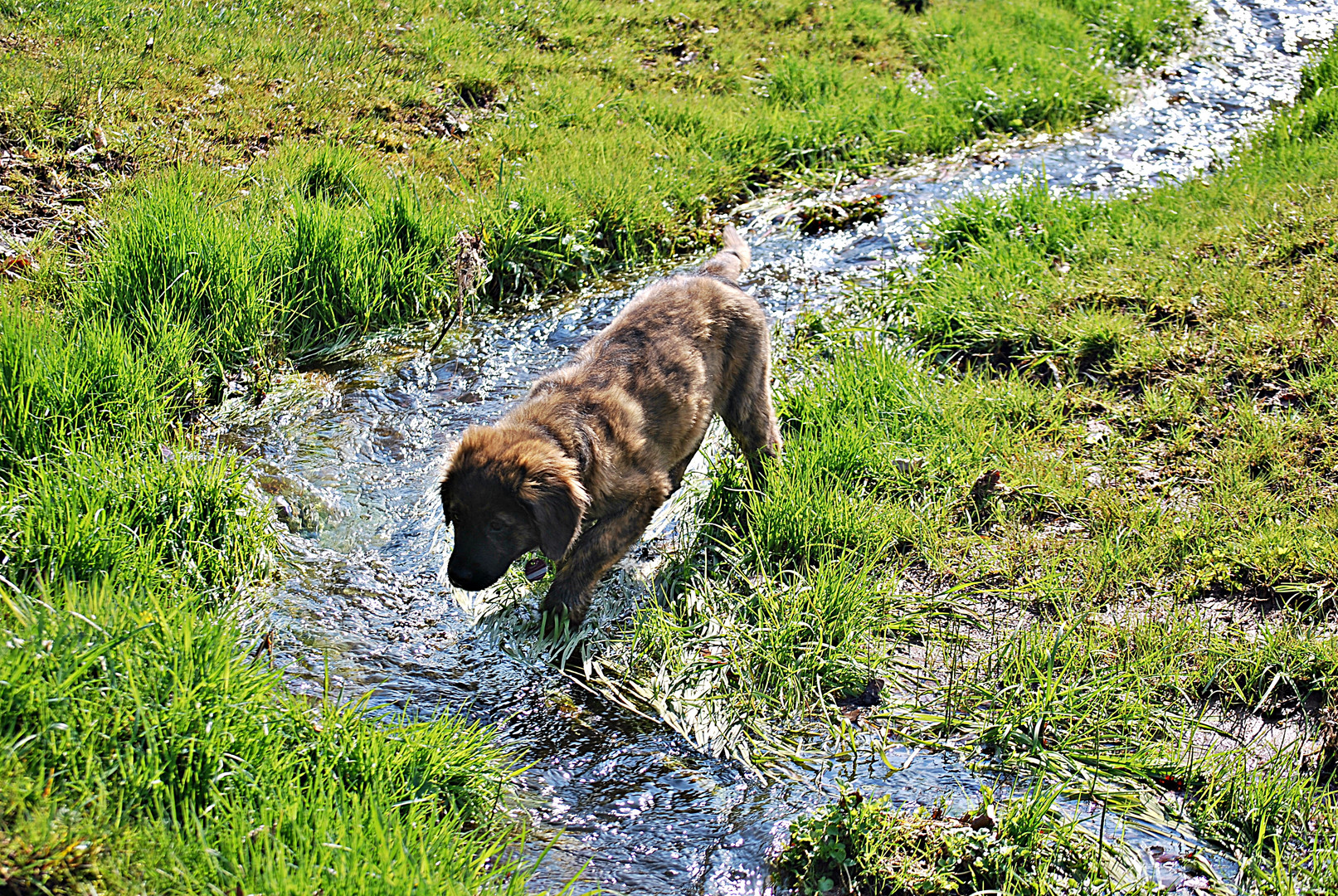 Lilli entdeckt den Dorfbach...