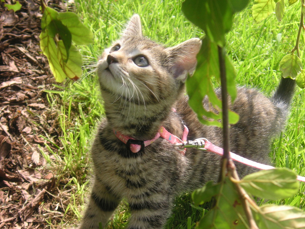 Lilli im Garten