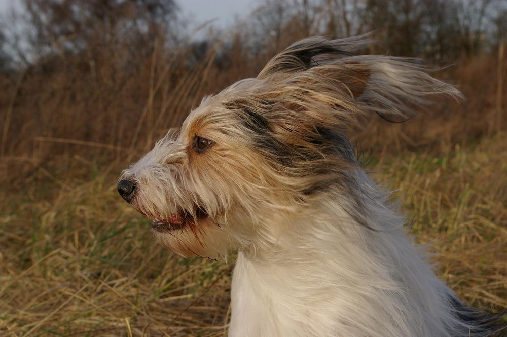 Lilli im Windkanal