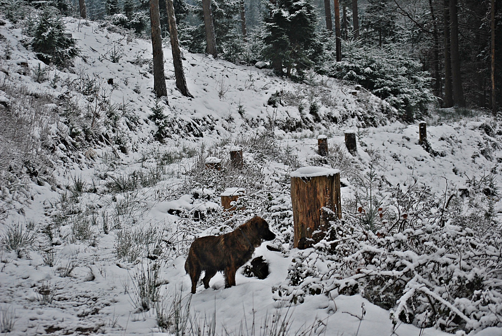 Lilli liebt Schnee ...