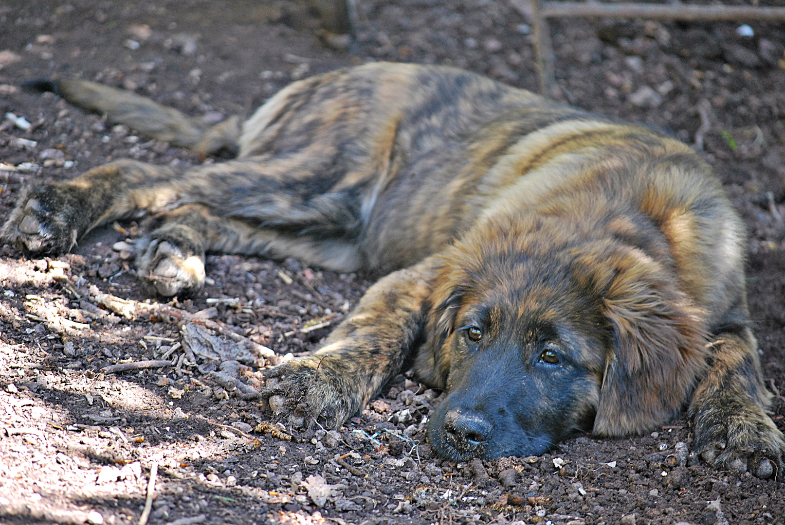 Lilli macht Siesta...