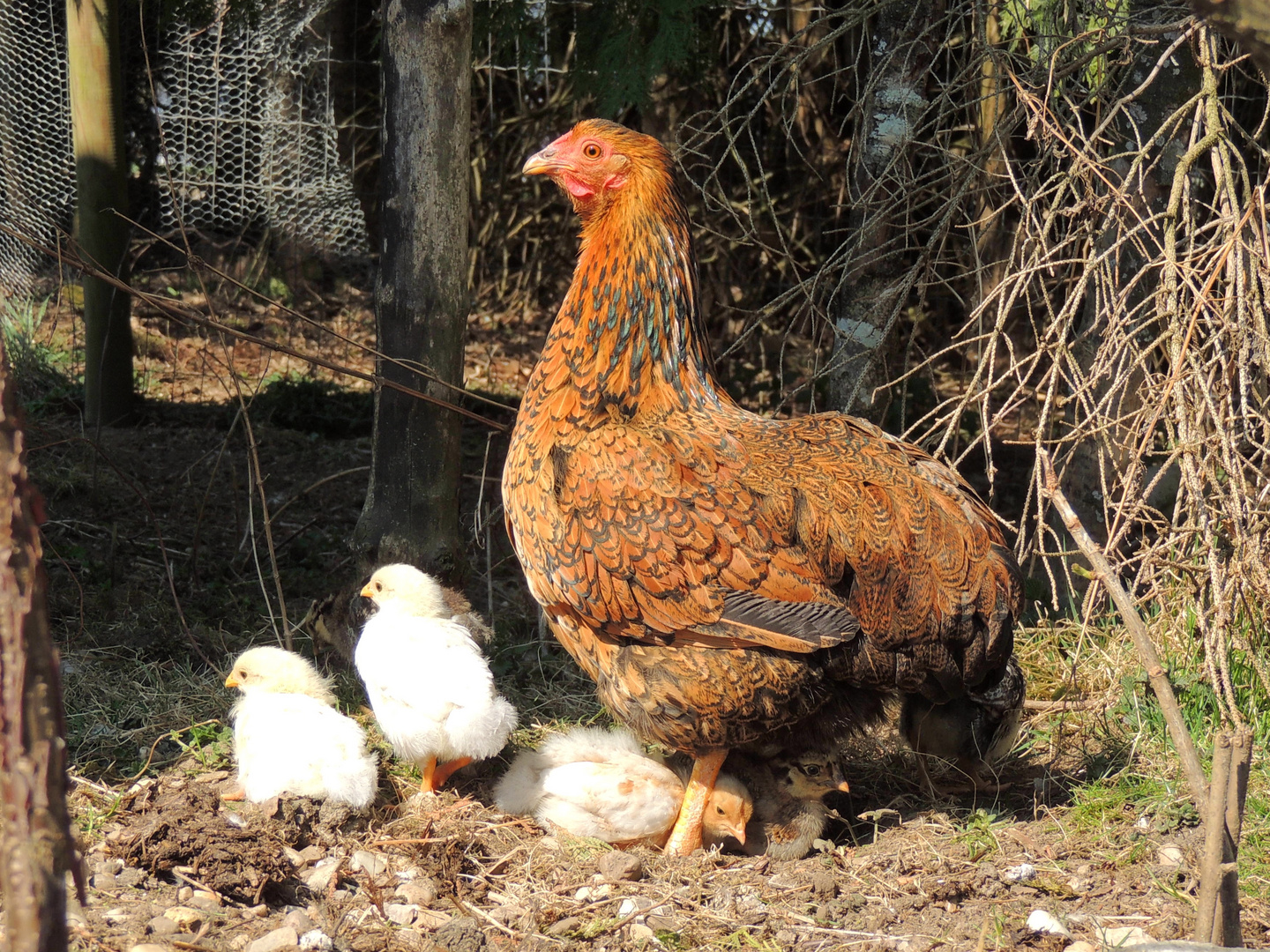 Lilli mit ihren Küken