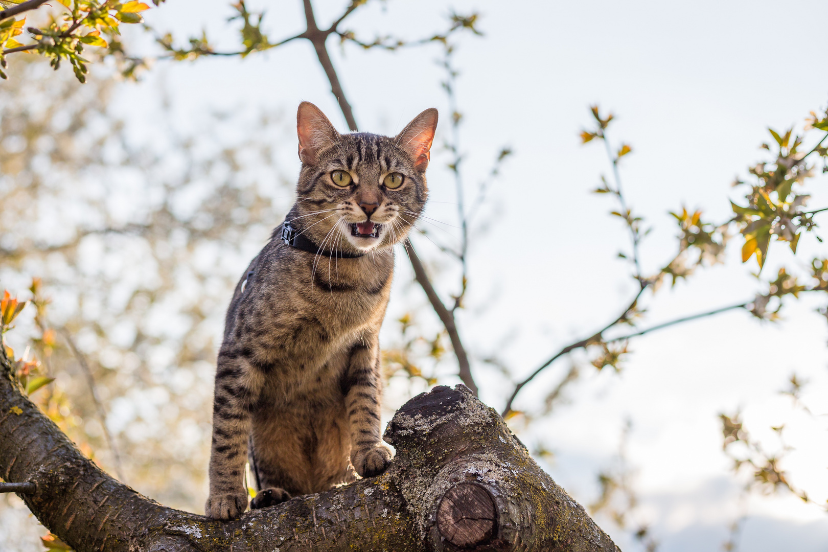 Lilli: Rocky in Sicht!