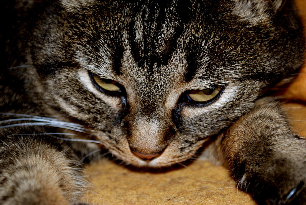 Lilli the cat Foto & Bild | tiere, haustiere, katzen Bilder auf ...