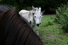 Lilli und Bruno