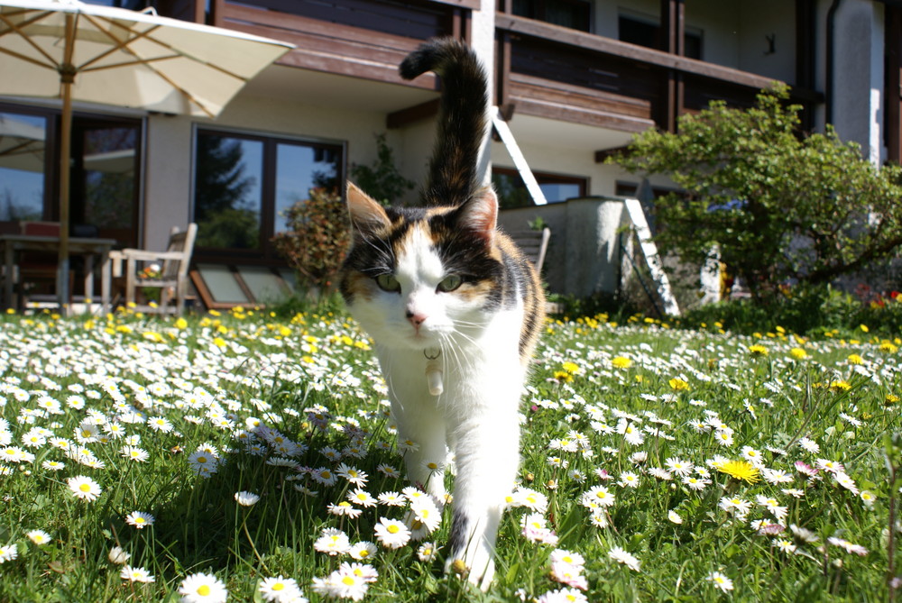 Lilli und das Gänseblümchenmeer