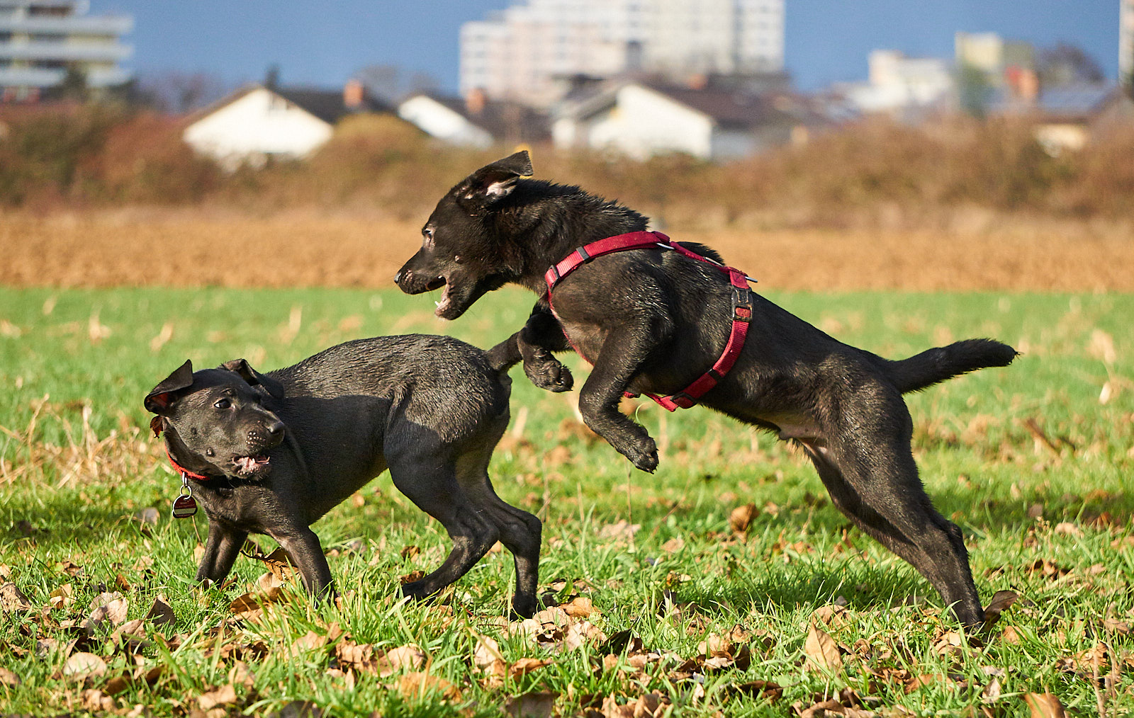 Lilli und Milo