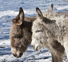 Lilli und Nr 7 Esel