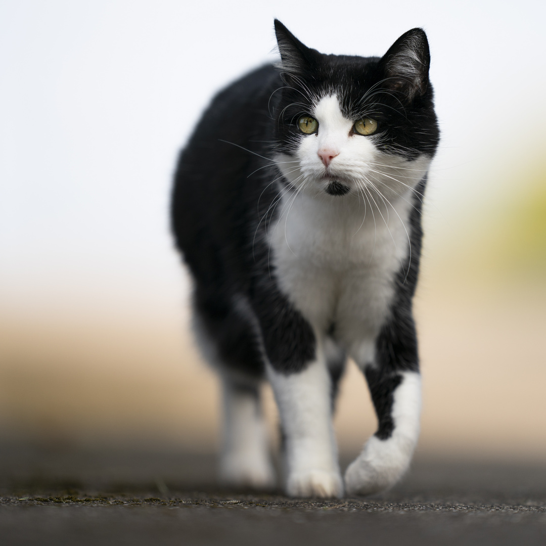 Lilli, wurde leider einen Tag darauf vom Auto erfasst. Gott hab sie selig Foto & Bild tiere