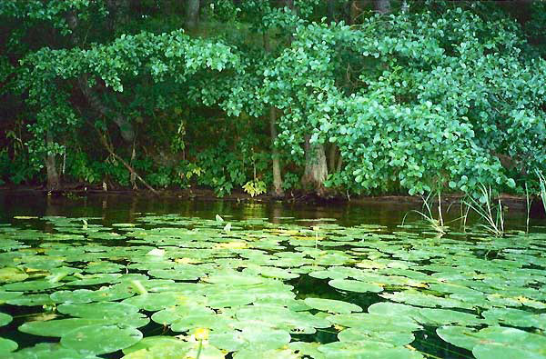 Lillien am Fluß