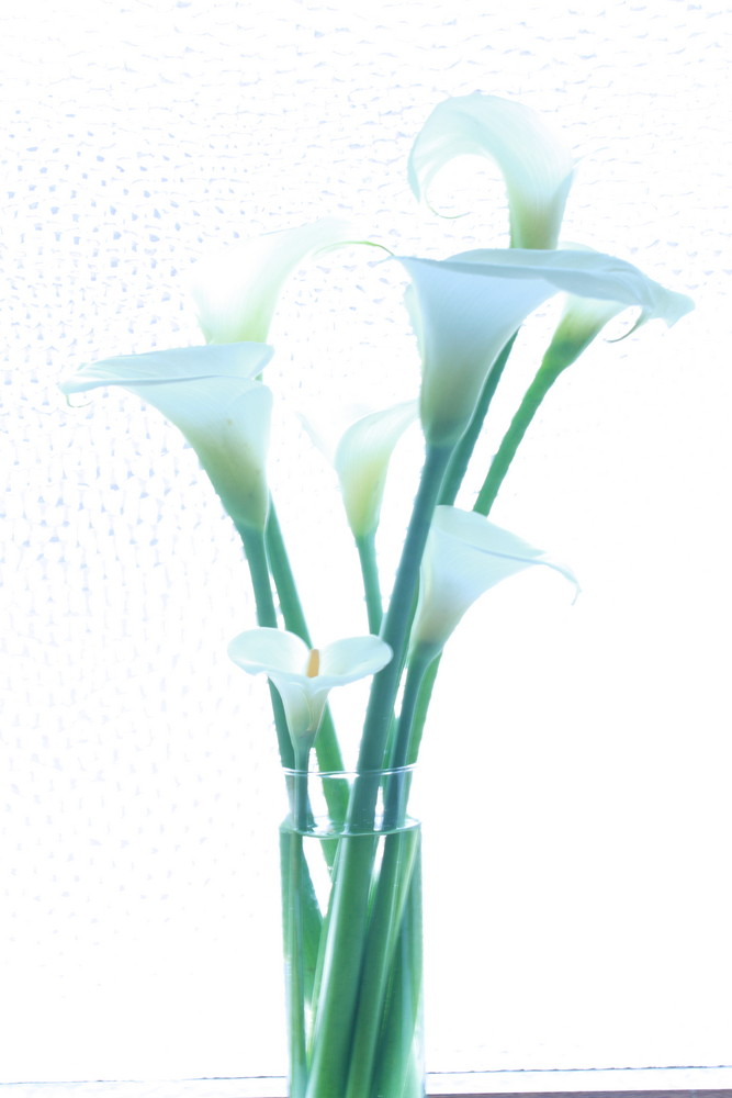Lillies white,