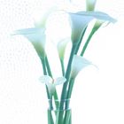 Lillies white,