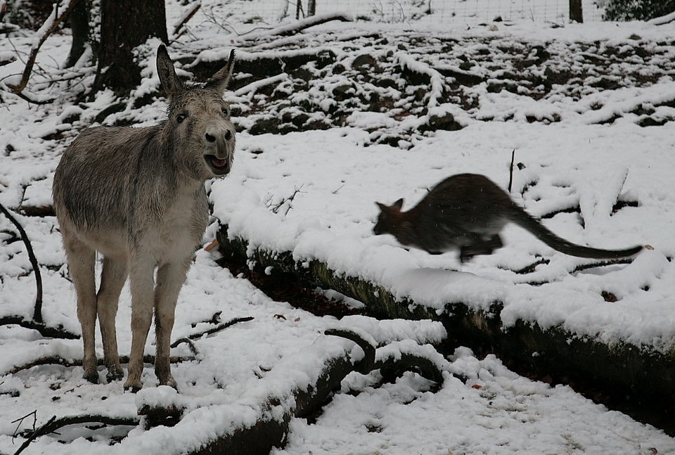 Lillii,Esel oder Tapir?