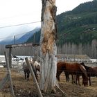 Lillooet Lake Rodeo