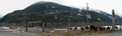 Lillooet Rodeo Panorama