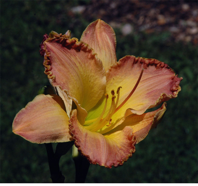 Lilly #1 Sphor Gardens, Falmouth (Cape Cod), MA