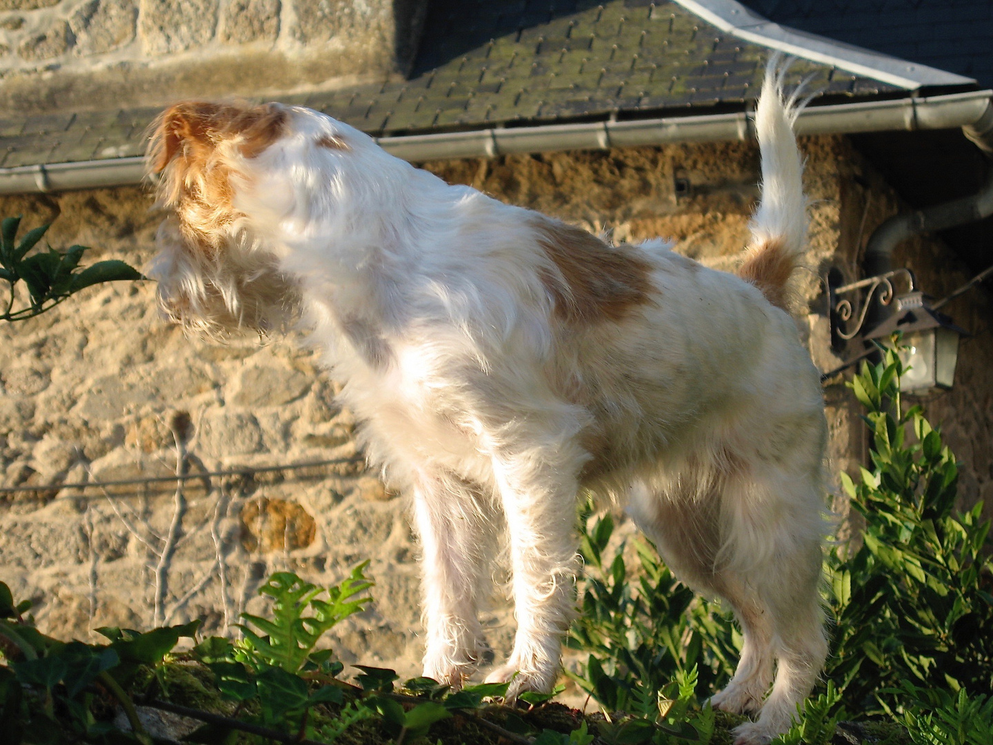 Lilly  à Cancale 