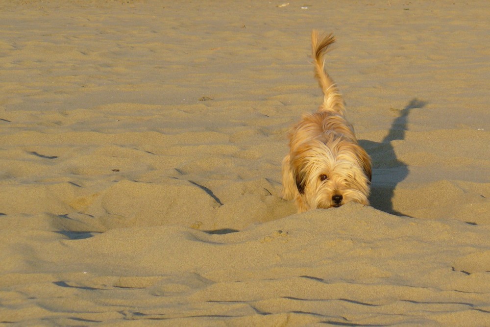 Lilly al mare