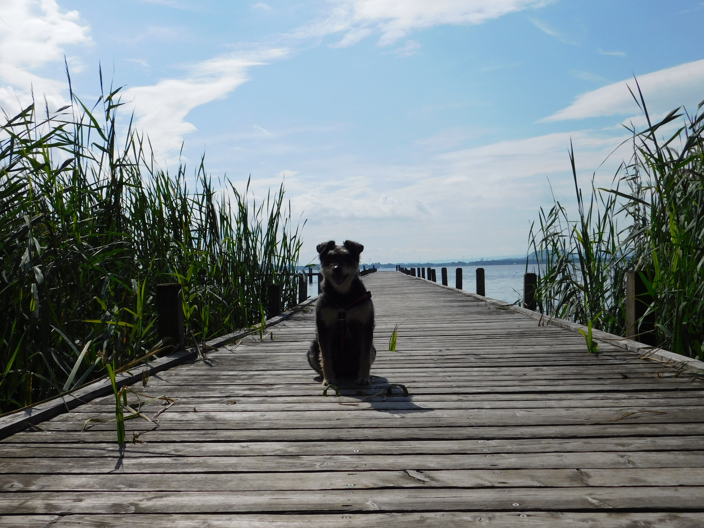 Lilly am Steinhuder Meer