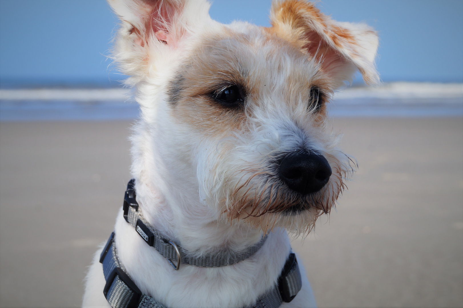 Lilly am Strand