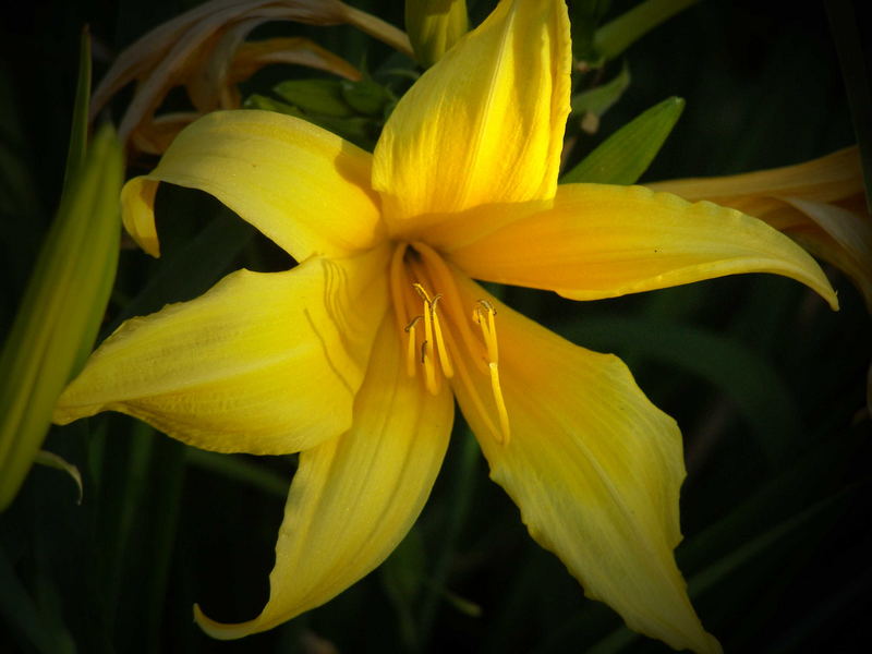 Lilly at Sundown