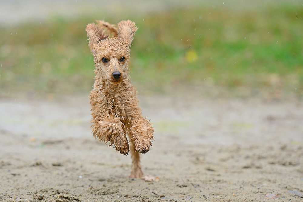 Lilly, auch im Regen nicht zu bremsen.