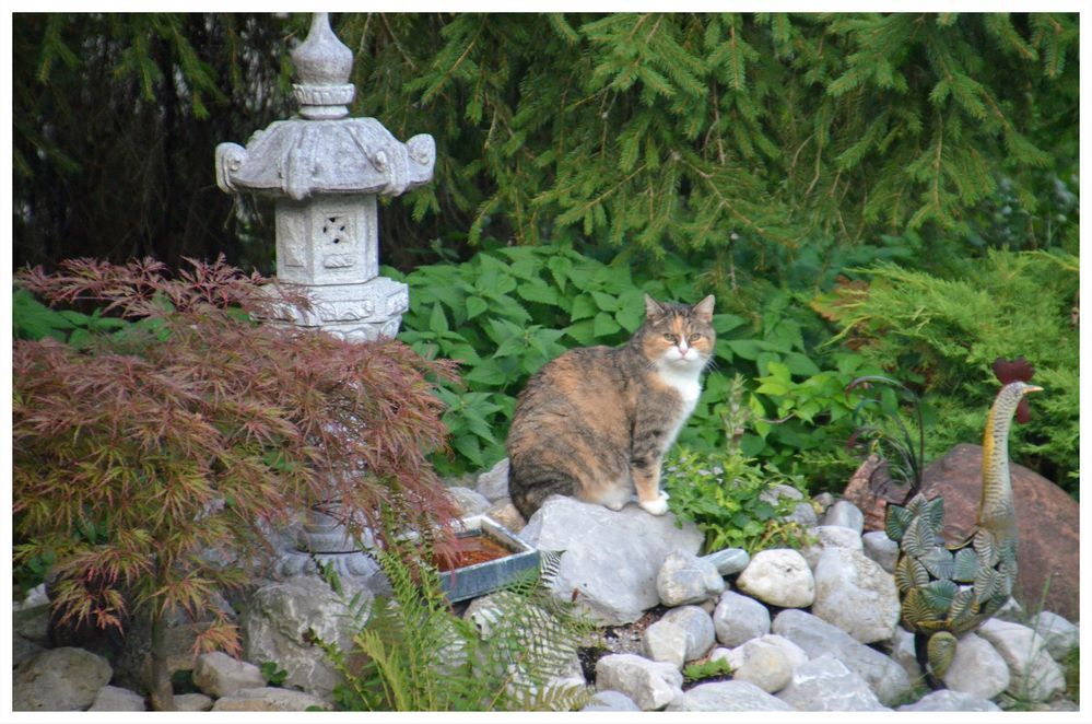 Lilly auf dem Steinbeet