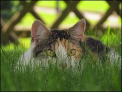 Lilly auf der Lauer