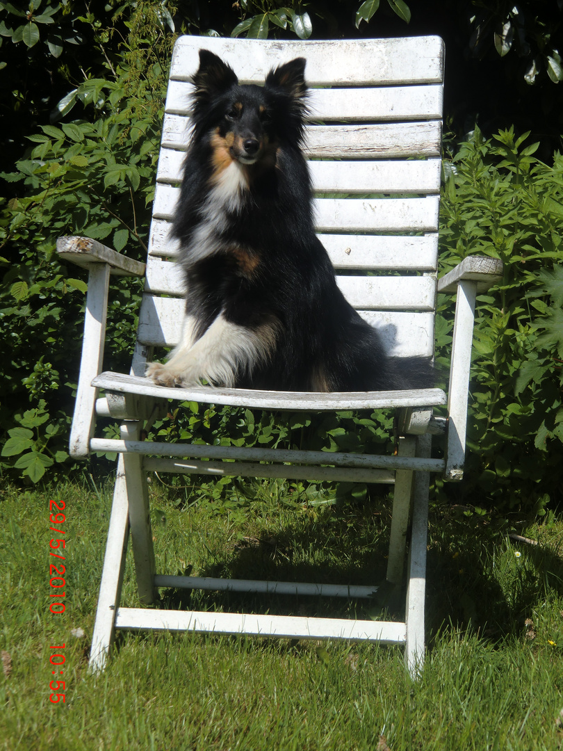 Lilly auf einem Gartenstuhl